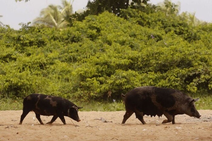 Épidémie grippe porcine
