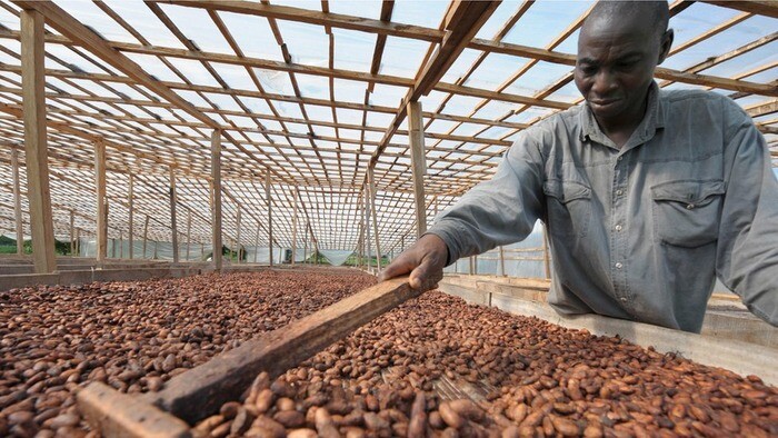 Cacao seché