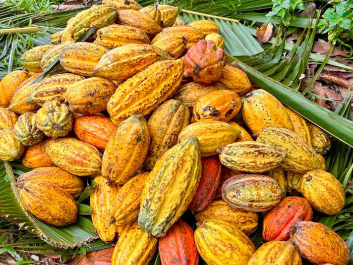 Kilo cacao
