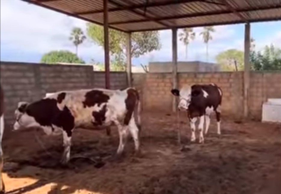 Vaches laitieres