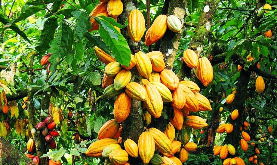 Cabosses cacao