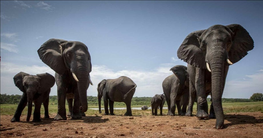 Elephants RCI