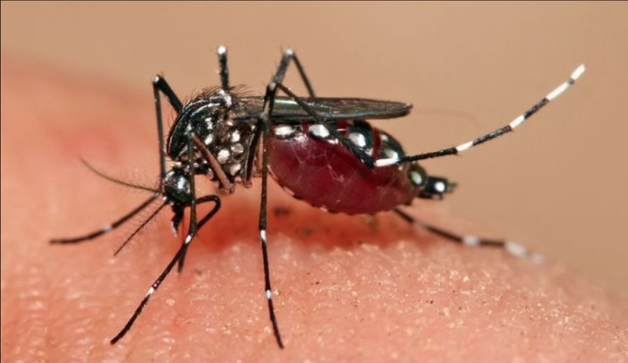 Moustique Dengue