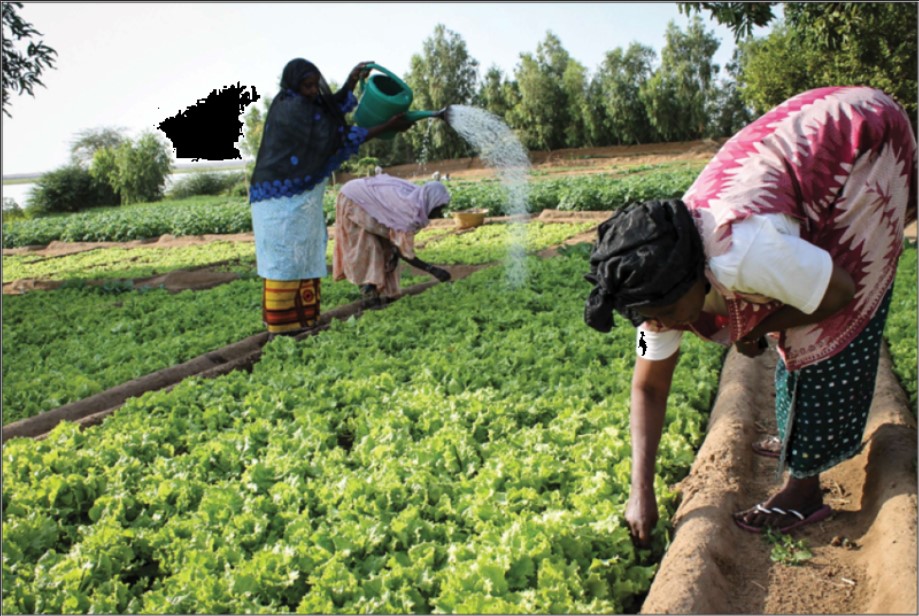 Entreprises femmes Sahel