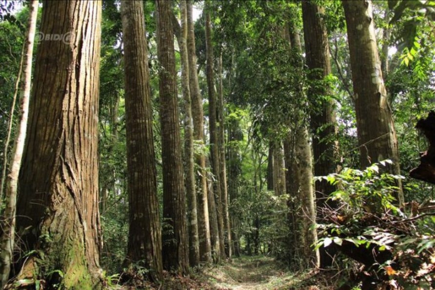 Reboisement foret
