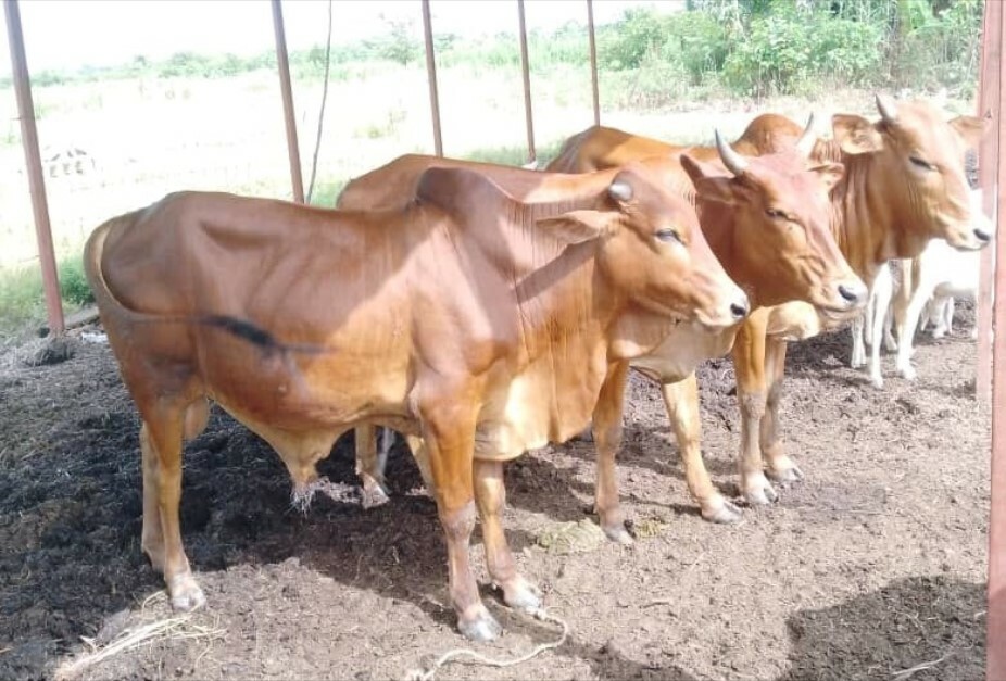 Boeufs elevage