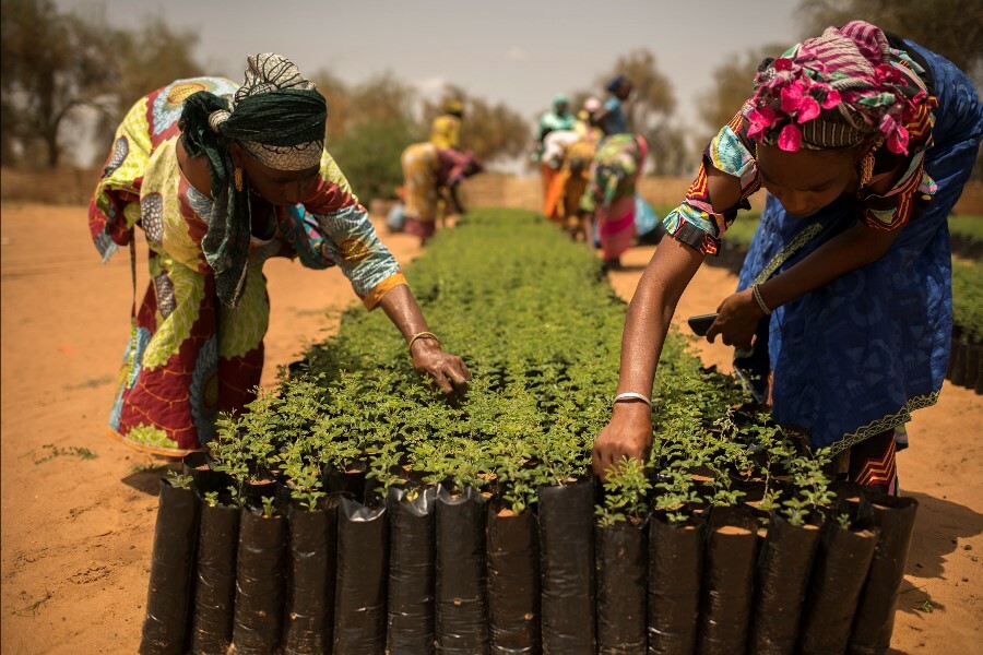 sustainable food and agriculture