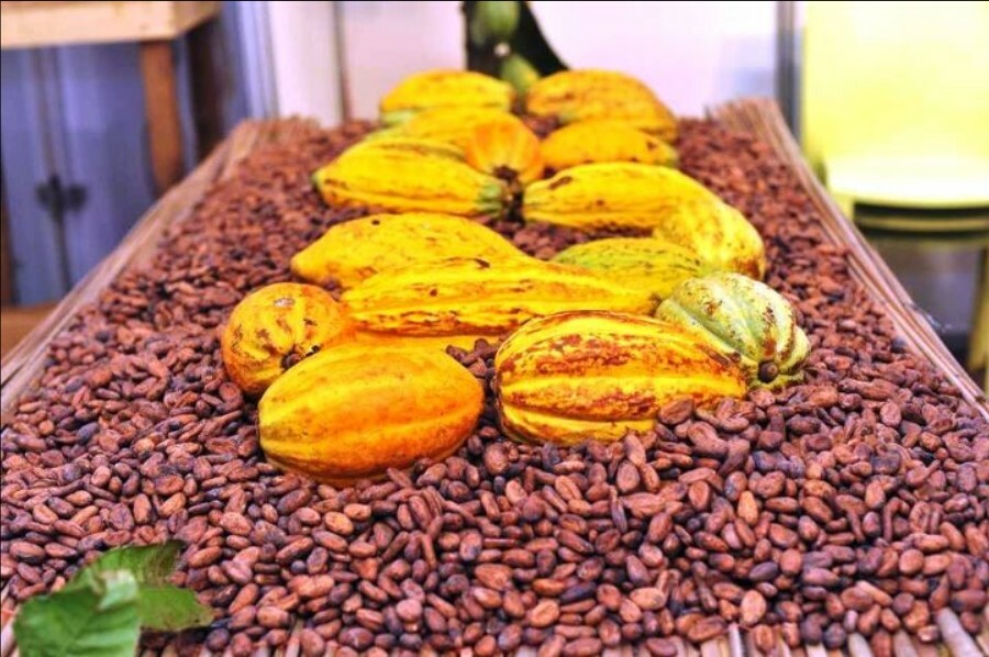 Cacao cabosses