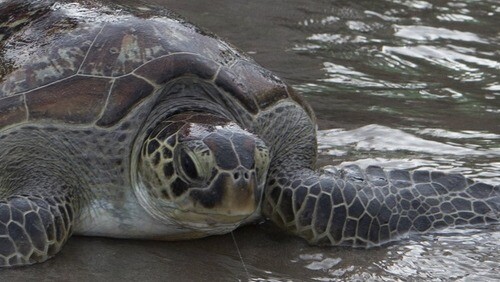 tortue de mer